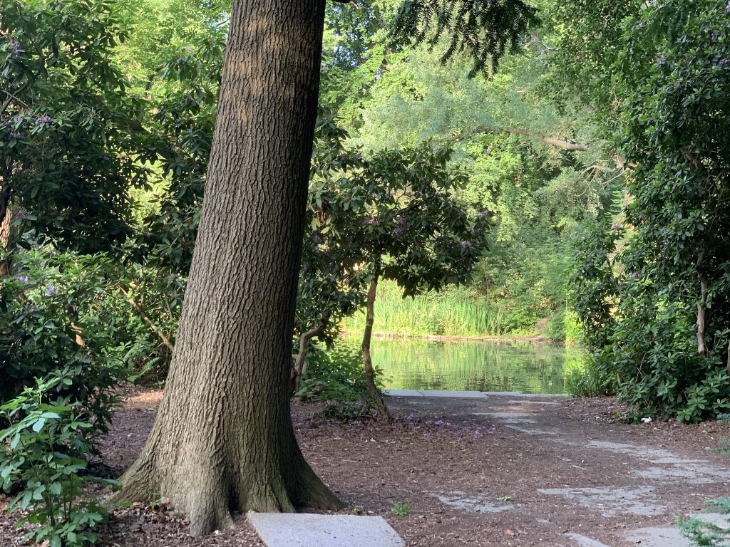 A view of a pathway around the Bremer Weg lake which Rhododendrons visible in the background