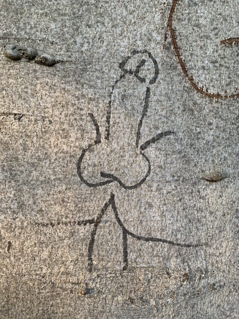 A drawing of ass and cock on a tree trunk with black marker pen 