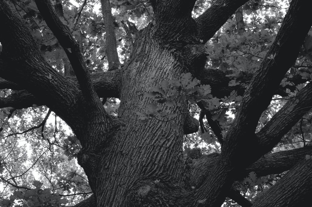 Black and white photo on an oak tree in Berlin, looking up at the trunk from the bottom