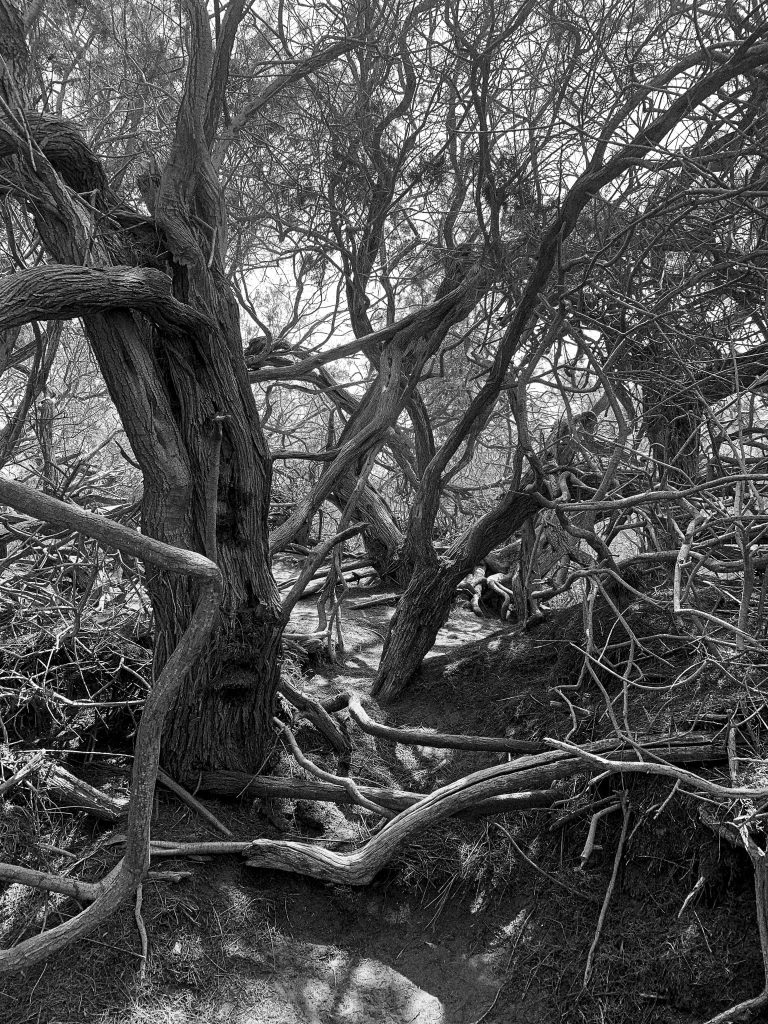 A tree growing in the dunes of Gran Canaria