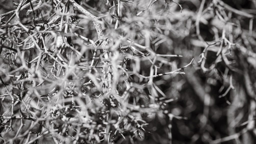 Black and white close-up photo of a dense cluster of thin spiky intertwined branches in Maspalomas Dunes. The focus is shallow with some branches in sharp detail against a blurred background, highlighting the intricate natural patterns and textures of the vegetation.